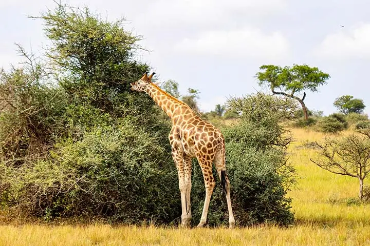 Giraffe Feeding